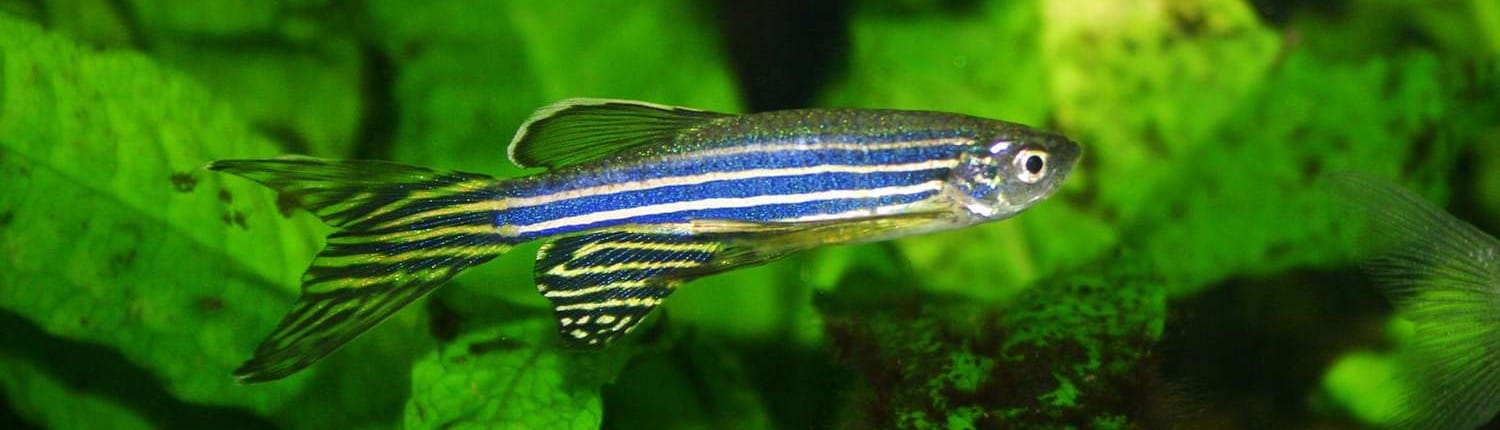 Zebra Fish em Destaque – Danio rerio com nadadeiras longas Danio rerio (zebra fish), também chamado de bandeira-paulista ou peixe-zebra, nadando entre folhas verdes no aquário.