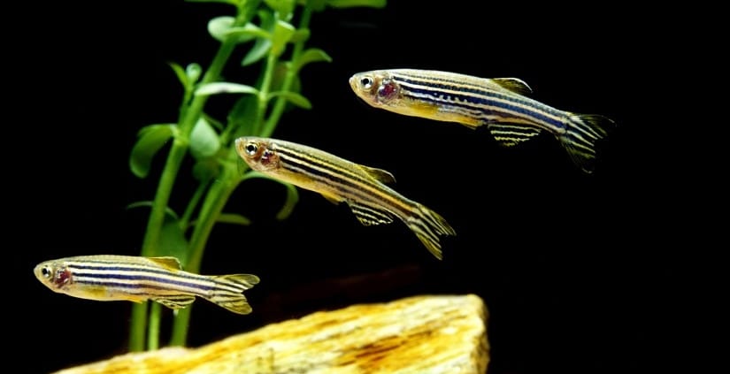 Três zebrafish (Danio rerio), também chamados paulistinha, nadando em aquário.